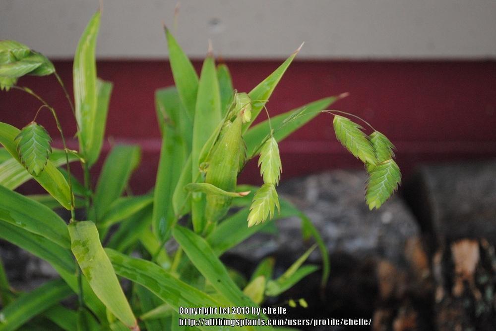 Photo of Northern Sea Oats (Chasmanthium latifolium) uploaded by chelle