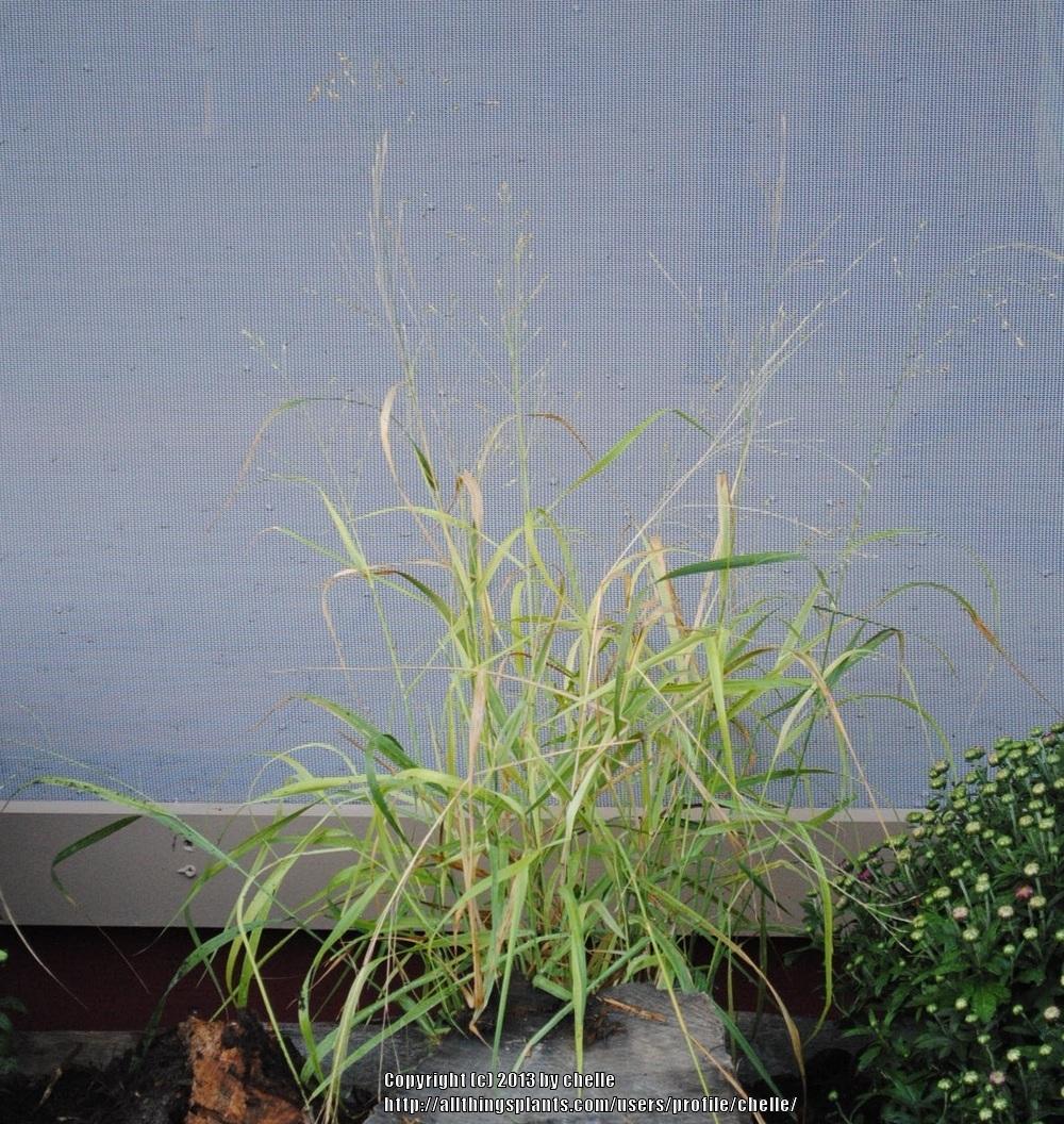 Photo of Switch Grass (Panicum virgatum 'Shenandoah') uploaded by chelle