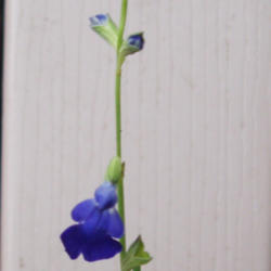Location: Rockford, IL
Date: 2013-10-04
Bloom of Salvia reptans. Another opened the next day.