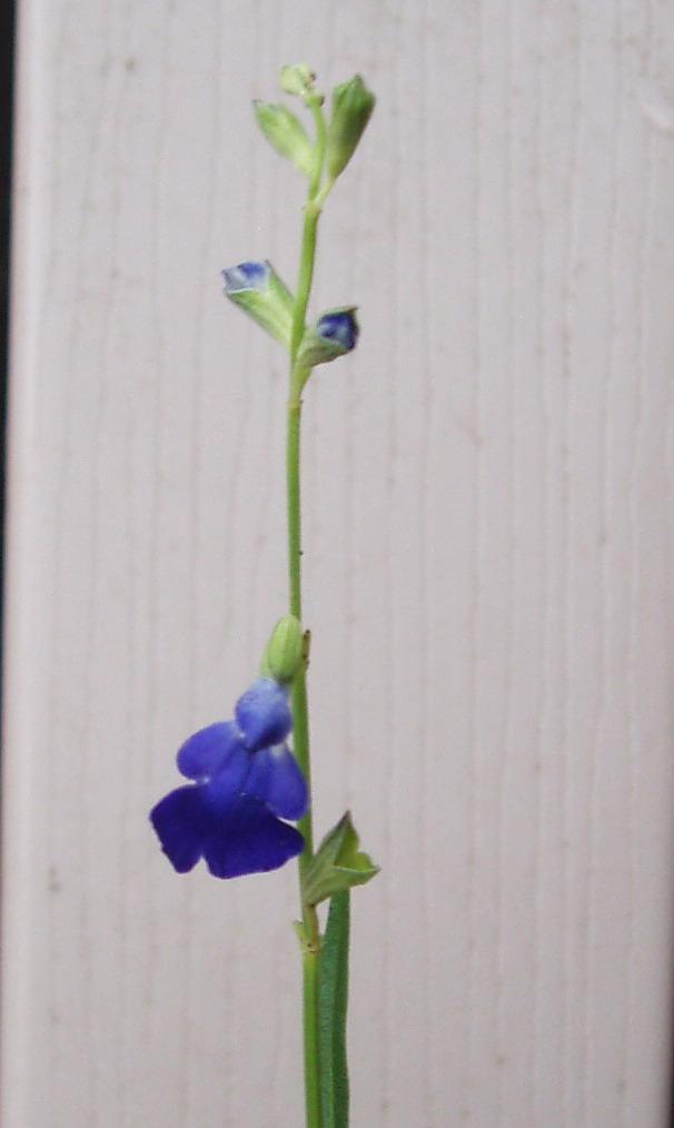 Photo of Cobalt Sage (Salvia reptans) uploaded by holity