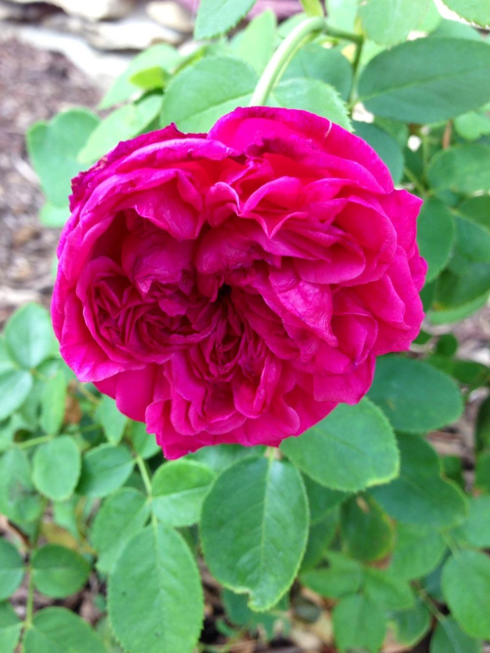 Photo of Rose (Rosa 'William Shakespeare 2000') uploaded by Lynn0805