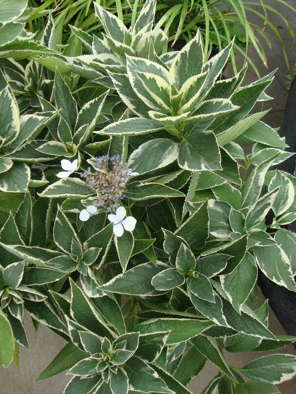 Photo of Hydrangea (Hydrangea macrophylla Light-O-Day®) uploaded by Paul2032