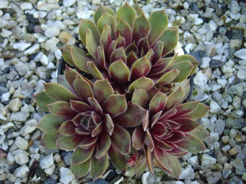 Photo of Hen and Chicks (Sempervivum 'Rhubarb Crumble') uploaded by banker07