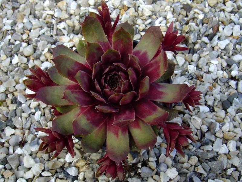 Photo of Hen and Chicks (Sempervivum 'Rich and Fruity') uploaded by banker07