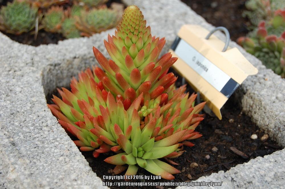 Photo of Rock Pine (Orostachys japonica) uploaded by valleylynn