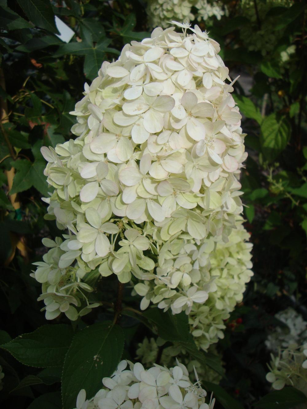 Photo of Panicle Hydrangea (Hydrangea paniculata Limelight™) uploaded by Paul2032