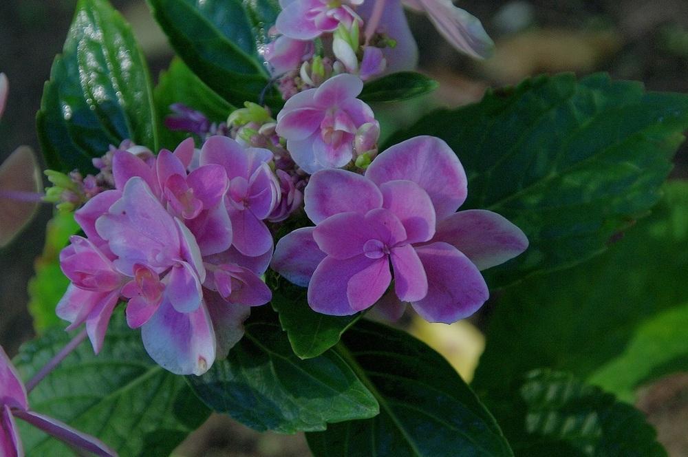 Photo of Hydrangea (Hydrangea macrophylla Double Delights™ Stargazer) uploaded by Rose1656