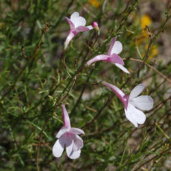 Location: Elephant Butte, NM
Date: 10/6/2013
I didn't find any of these in full bloom today but did find some 