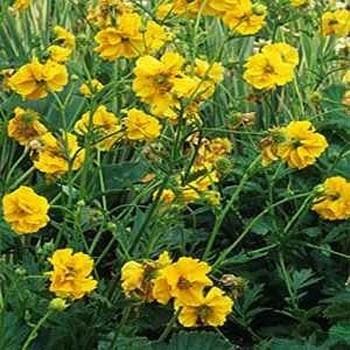 Photo of Geum 'Lady Stratheden' uploaded by vic