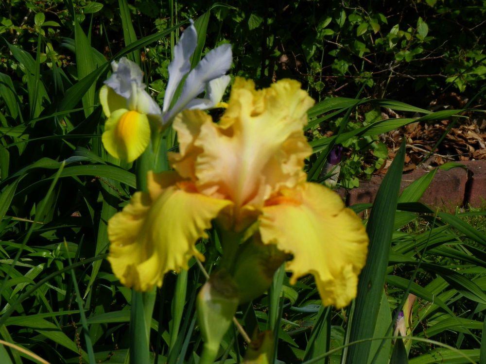 Photo of Tall Bearded Iris (Iris 'Abbondanza') uploaded by Newyorkrita