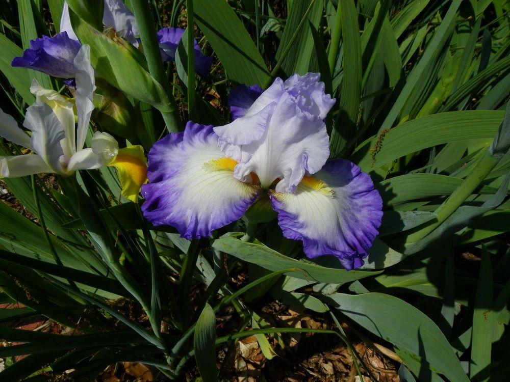 Photo of Tall Bearded Iris (Iris 'Pursuit of Happiness') uploaded by Newyorkrita