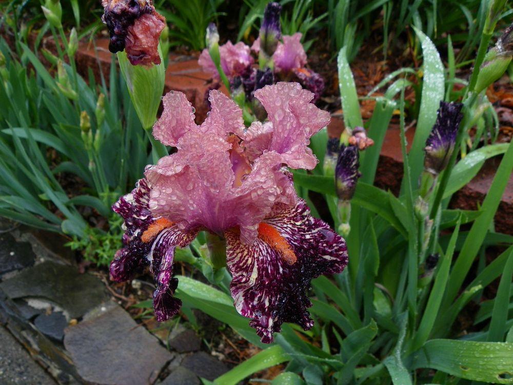 Photo of Tall Bearded Iris (Iris 'Kickapoo Kangaroo') uploaded by Newyorkrita