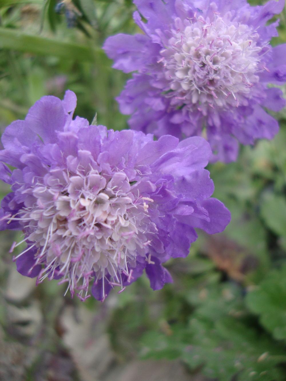 Photo of Pincushion Flower (Scabiosa columbaria 'Butterfly Blue') uploaded by Paul2032