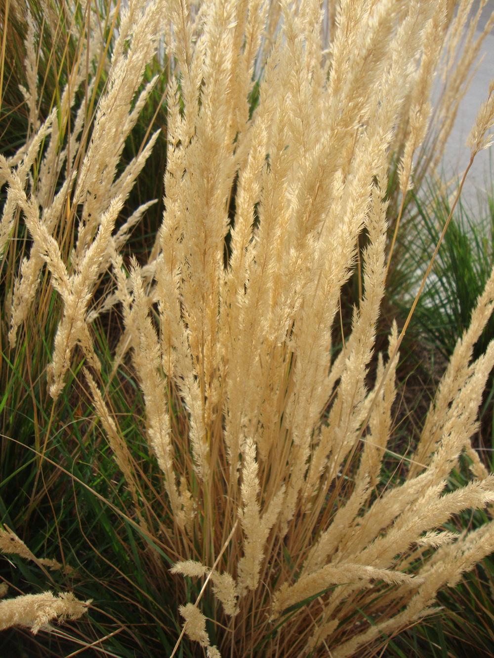 Photo of Feather Reed Grass (Calamagrostis x acutiflora 'Karl Foerster') uploaded by Paul2032