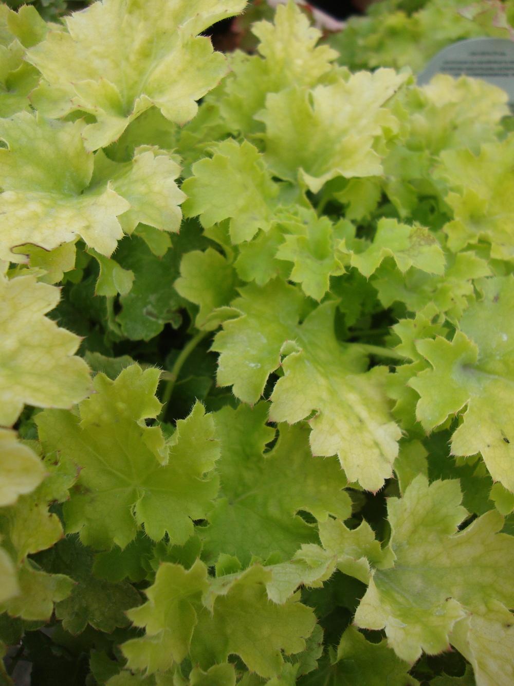 Photo of Coral Bells (Heuchera 'Lime Rickey') uploaded by Paul2032