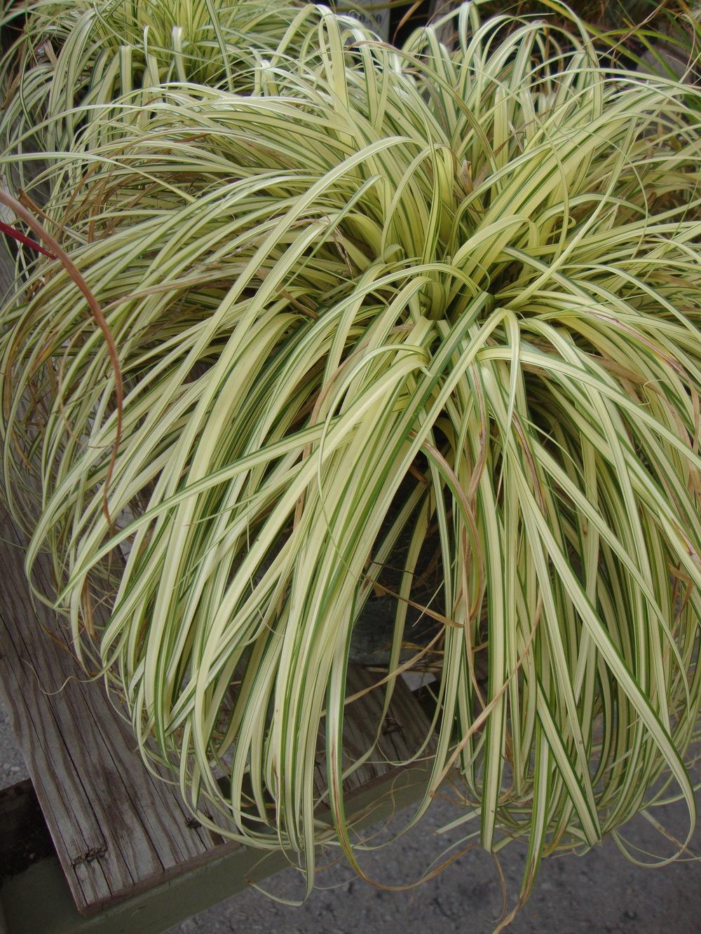 Photo of Sedge (Carex oshimensis 'Evergold') uploaded by Paul2032