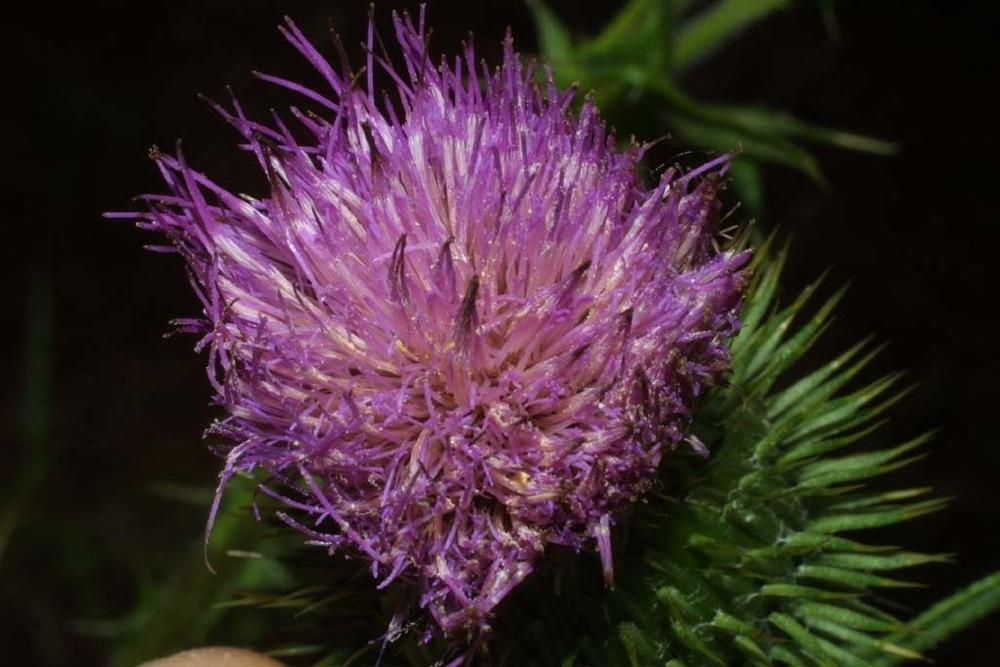 Photo of Bull Thistle (Cirsium vulgare) uploaded by SongofJoy
