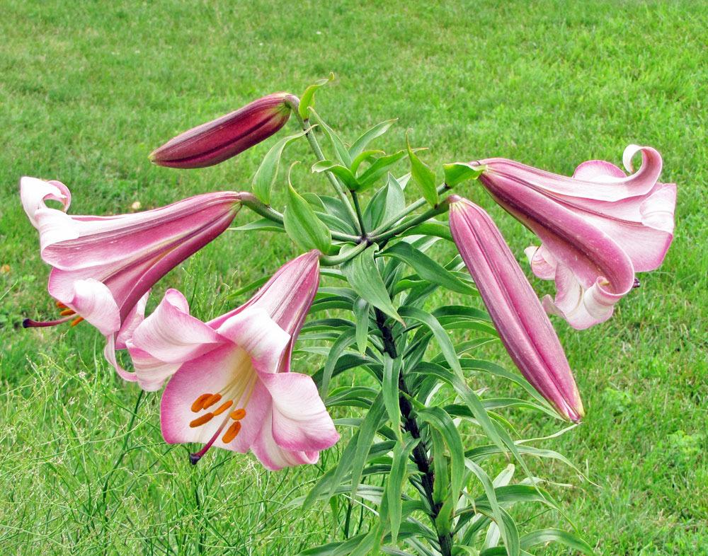 Photo of Lily (Lilium Pink Perfection) uploaded by TBGDN