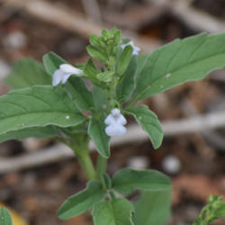 Location: Elephant Butte, NM
Date: 7/11/2013
I fell in love with this little native salvia when I first spotte