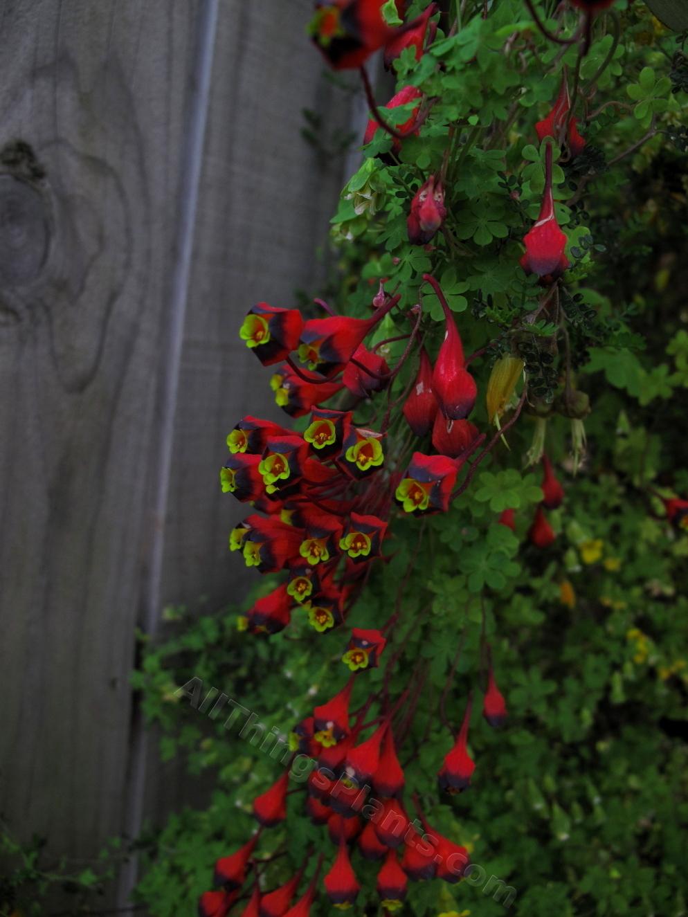 Photo of Bolivian Nasturtium (Tropaeolum tricolor) uploaded by bootandall