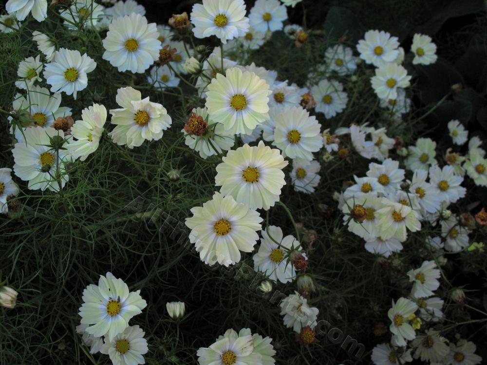 Photo of Cosmos (Cosmos bipinnatus 'Yellow Garden') uploaded by bootandall