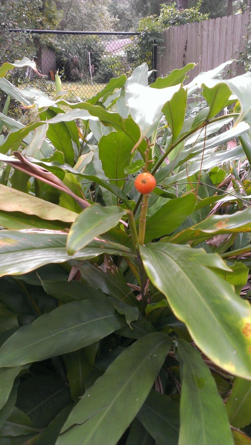 Photo of Cinnamon Ginger (Alpinia nutans) uploaded by qwilter