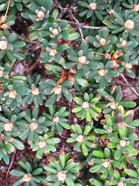 Photo of Dwarf Rhododendron (Rhododendron impeditum) uploaded by robertduval14