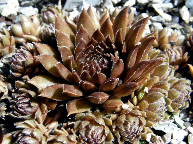 Photo of Hen and Chicks (Sempervivum marmoreum 'Chocolate Pepper') uploaded by banker07