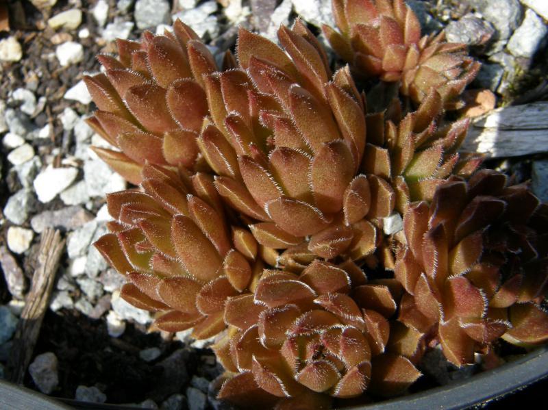 Photo of Hen and Chicks (Sempervivum marmoreum 'Chocolate Pepper') uploaded by banker07