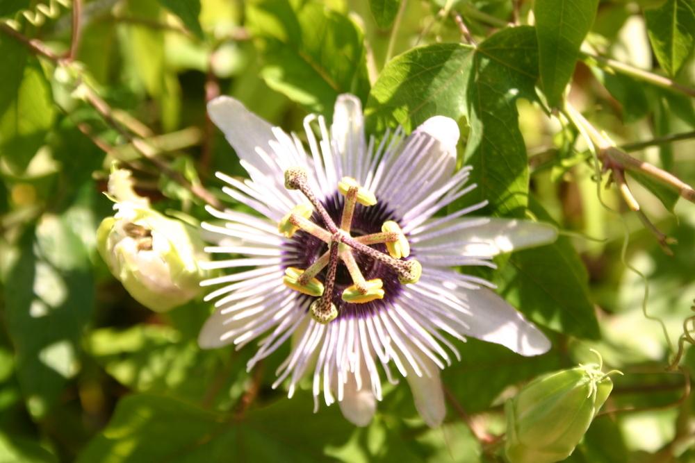 Photo of Passion Flower (Passiflora 'Pura Vida') uploaded by jon
