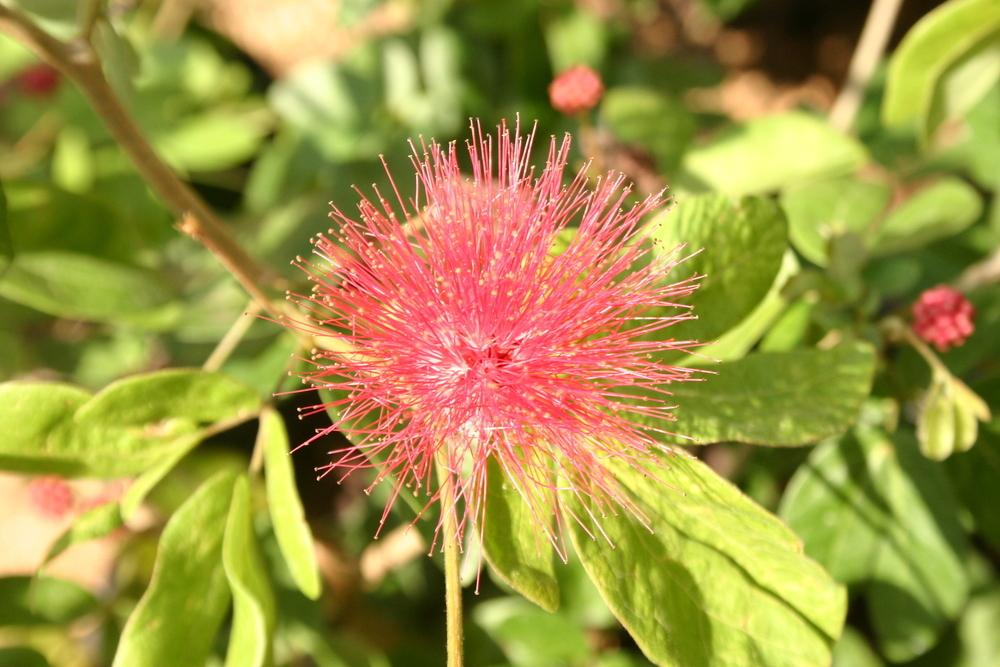 Photo of Pink Powderpuff (Calliandra tergemina var. emarginata) uploaded by jon