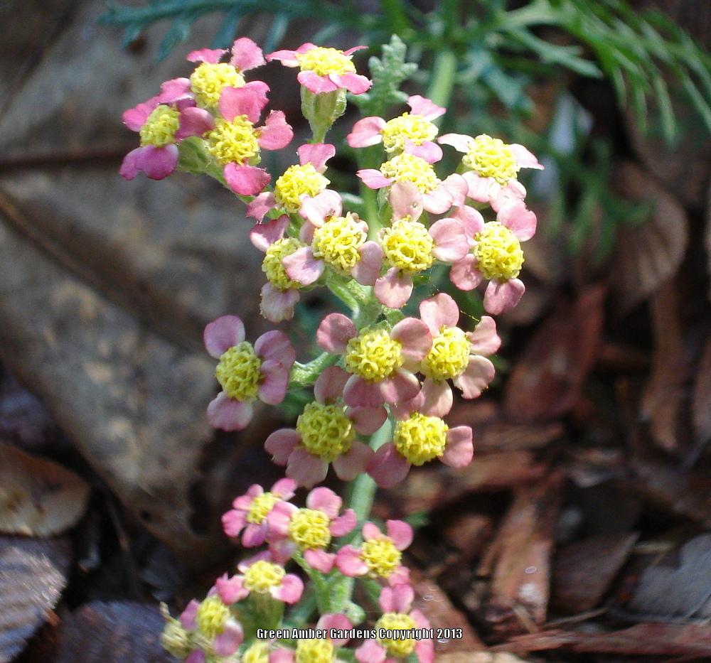 Photo of Yarrow (Achillea millefolium 'Paprika') uploaded by lovemyhouse