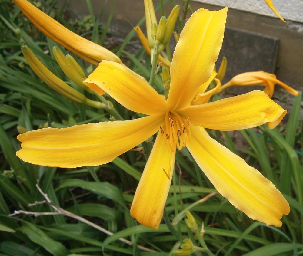 Photo of Daylily (Hemerocallis 'Sunstar') uploaded by mainstreet