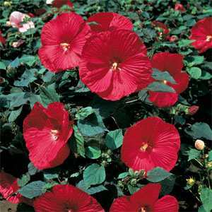 Photo of Hybrid Hardy Hibiscus (Hibiscus Luna™ Red) uploaded by vic