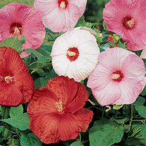 Photo of Hybrid Hardy Hibiscus (Hibiscus 'Disco Belle Mix') uploaded by vic