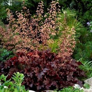 Photo of Coral Bells (Heuchera 'Melting Fire') uploaded by vic