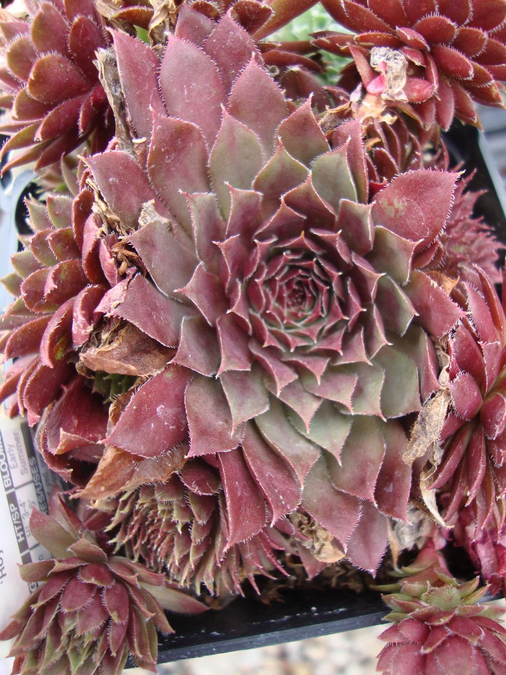 Photo of Hen and Chicks (Sempervivum 'Royal Ruby') uploaded by Paul2032