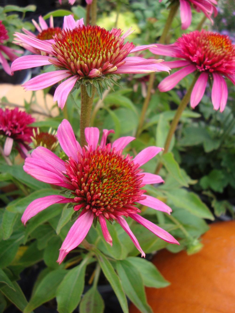 Photo of Coneflower (Echinacea Double Scoop™ Bubble Gum) uploaded by Paul2032