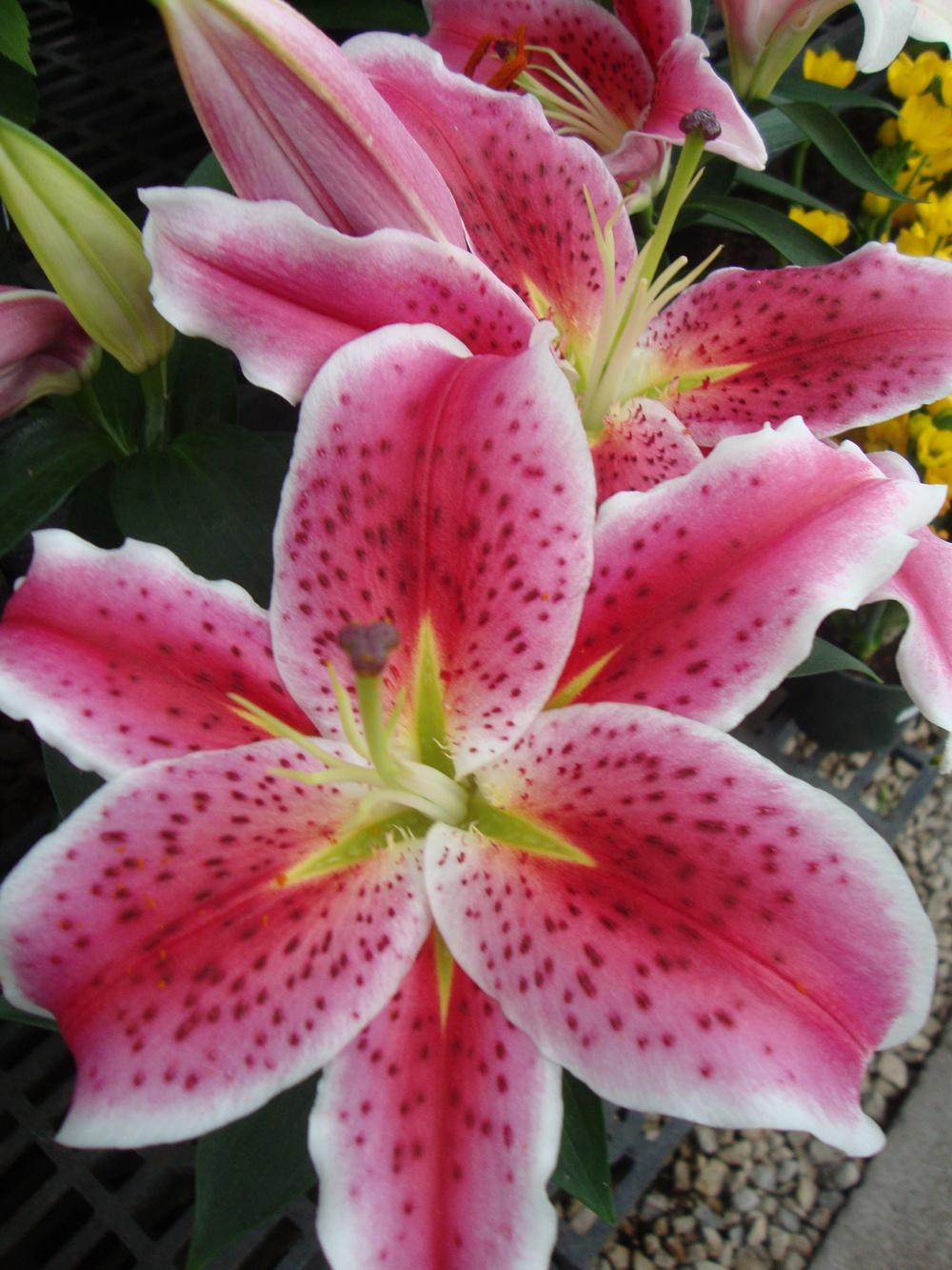 Photo of Oriental Lily (Lilium 'Star Gazer') uploaded by Paul2032