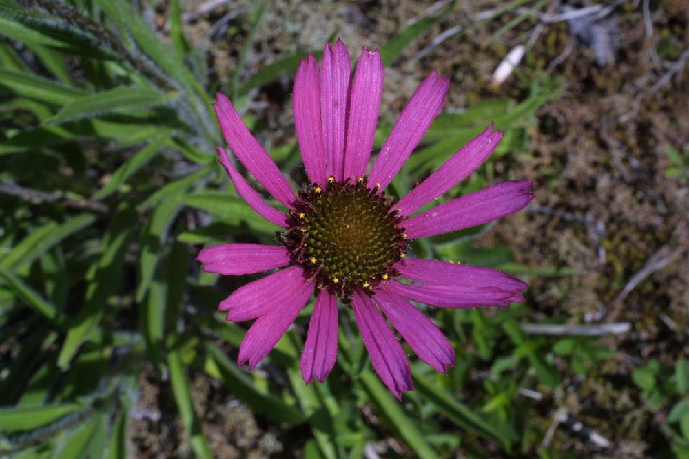 Photo of Tennessee Coneflower (Echinacea tennesseensis) uploaded by SongofJoy