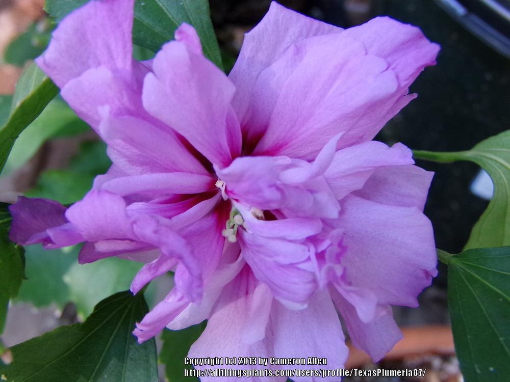 Photo of Roses of Sharon (Hibiscus syriacus) uploaded by TexasPlumeria87
