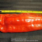 Very large fruit with great sweet pepper flavor.
