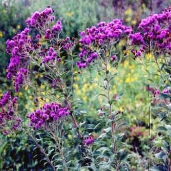 Photo of Smooth Ironweed (Vernonia fasciculata) uploaded by vic
