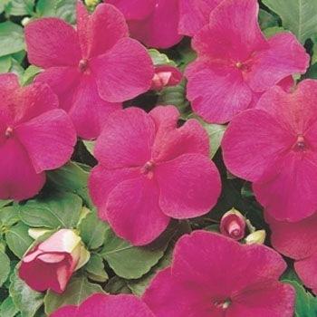 Photo of Busy Lizzy (Impatiens walleriana) uploaded by vic
