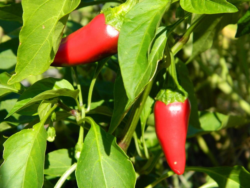 Photo of Hot Chili Pepper (Capsicum annuum 'Fresno') uploaded by wildflowers