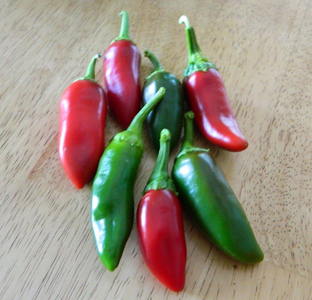Photo of Hot Chili Pepper (Capsicum annuum 'Fresno') uploaded by wildflowers