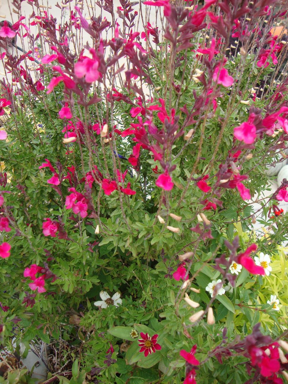 Photo of Autumn Sage (Salvia greggii) uploaded by Paul2032