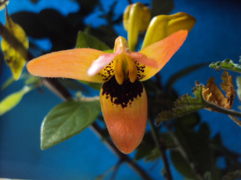 Photo of Hummingbird Plant (Ruttya fruticosa) uploaded by poisondartfrog