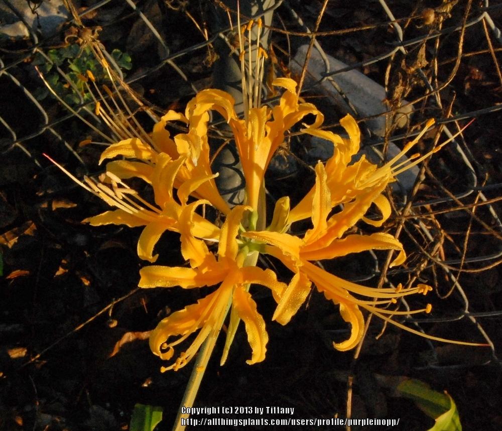 Photo of Golden Spider Lily (Lycoris aurea) uploaded by purpleinopp