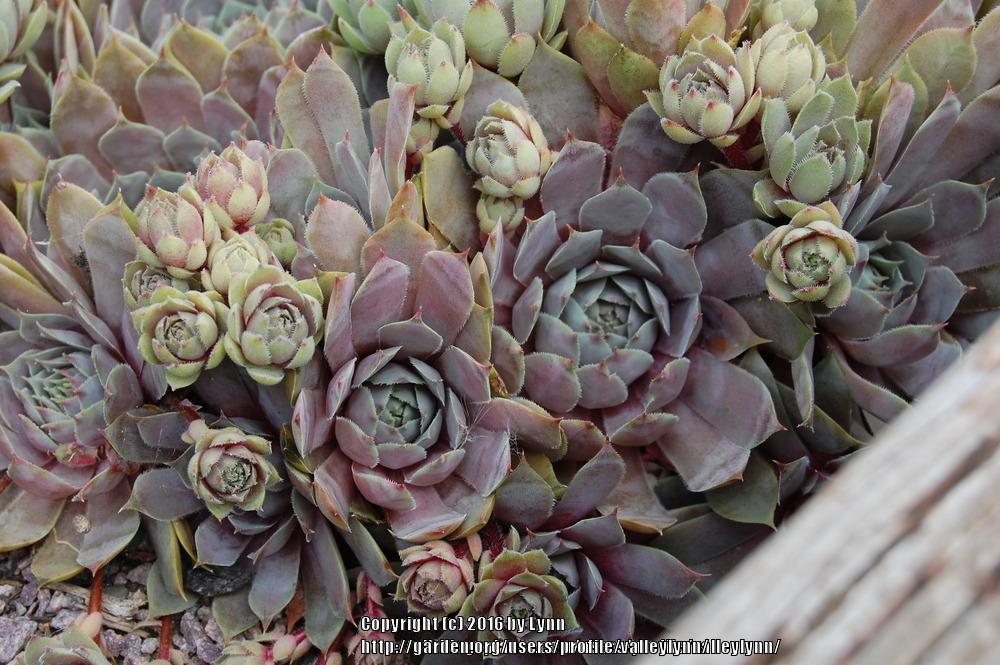 Photo of Hen and Chicks (Sempervivum 'Pacific Blue Ice') uploaded by valleylynn
